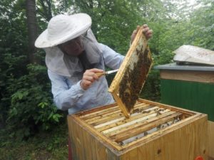 Dagmaš Šormová vede exkurzi za včelami na Vidouli v červnu 2016, pořádáné platformou Za Pět nejen pro děti. Foto Běla Vidmarová.